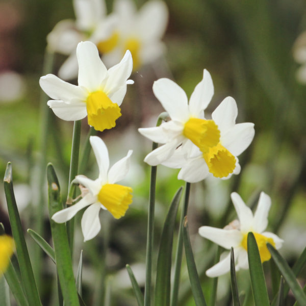 Mini Daffodil Bulbs - Jack Snipe